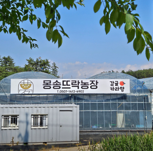 6시 내고향 전남 나주 감귤 택배 주문 방법 몽송뜨락농장 위치 및 구매 안내