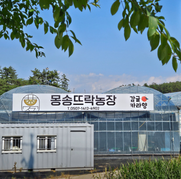 6시 내고향 전남 나주 감귤 택배 주문 방법 