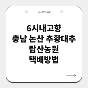 충남 논산 추황대추